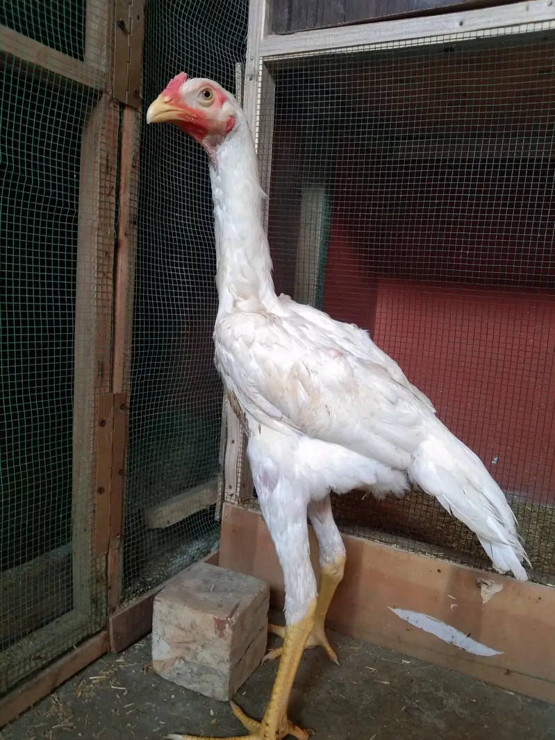 Pure Shamo Chicks 1 Month & 1 Pattha 4.5 Months for Sale — photo 2