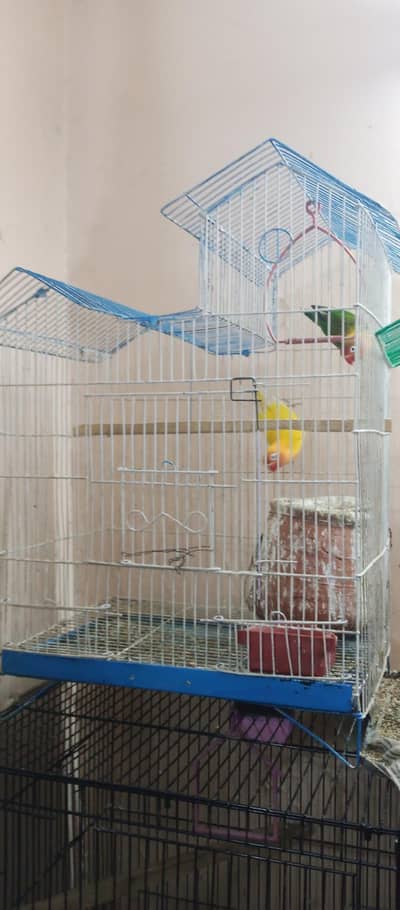love birds