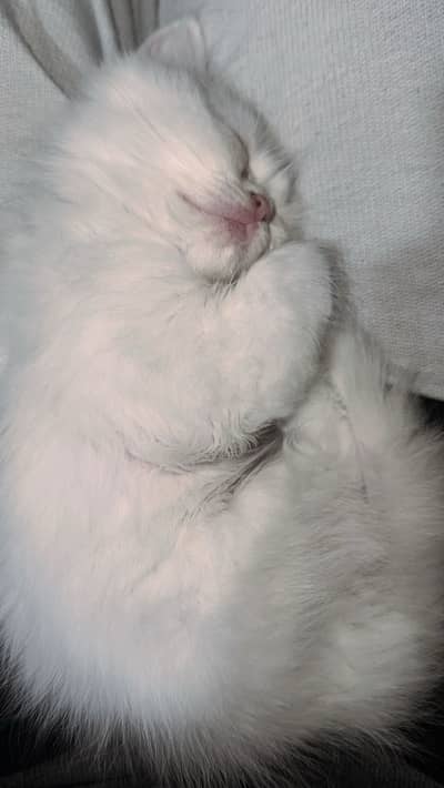 I want to sell a pair of Persian cats