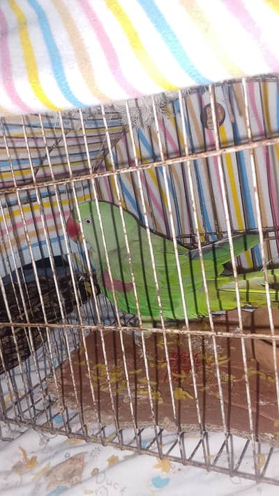 Raw Parrots