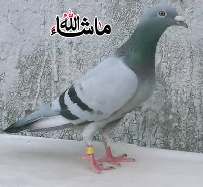 Blue Barr Qasad  Breder Female  For Sale
