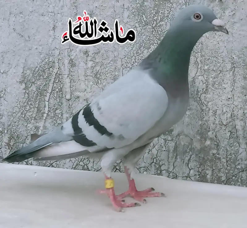 Blue Barr Qasad  Breder Female  For Sale