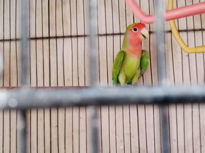 Love bird's