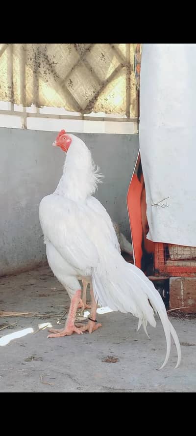 Heera chicks