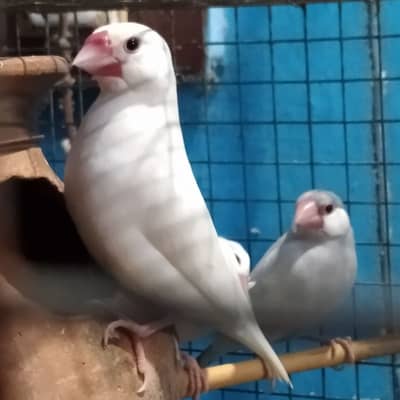 white java breeder per for sale
