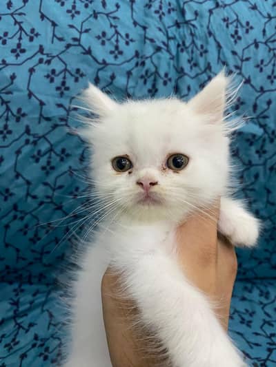 Persian kitten available for sale
