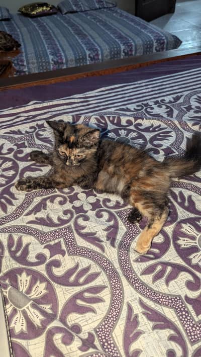 Persian cat for sell