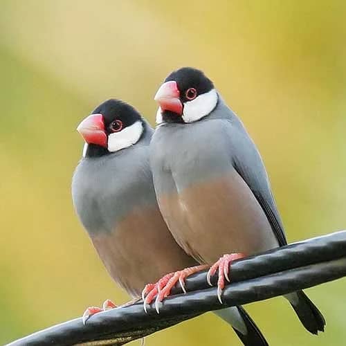 gray java for sale 0