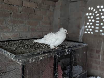 Frill back white pigeon's