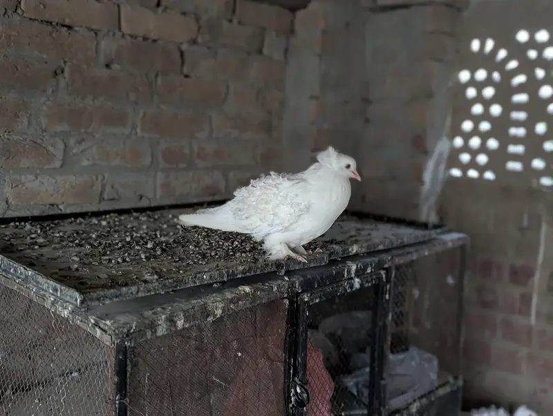 Frill back white pigeon's