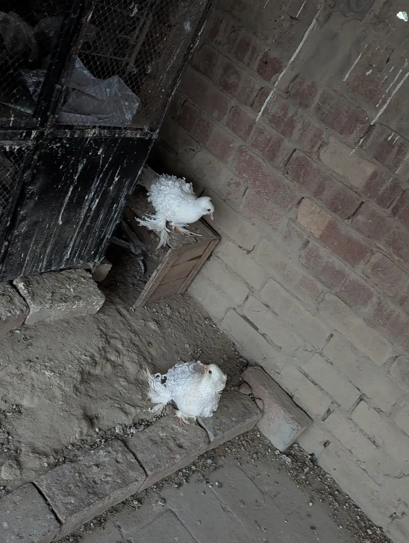 Frill back white pigeon's — photo 2