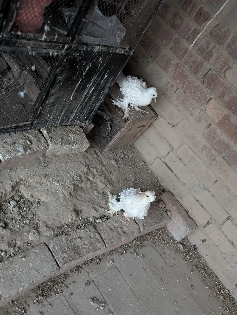 Frill back white pigeon's — photo 3