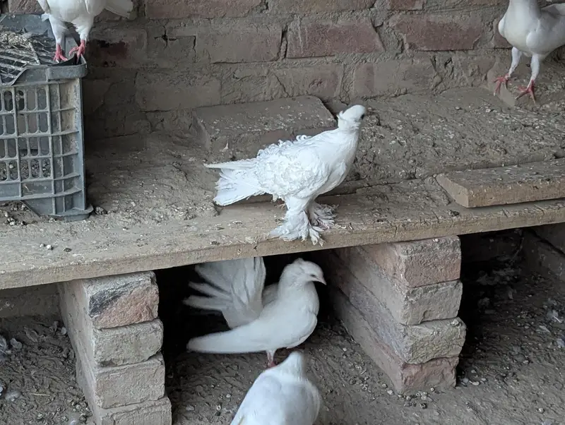 Frill back white pigeon's — photo 4