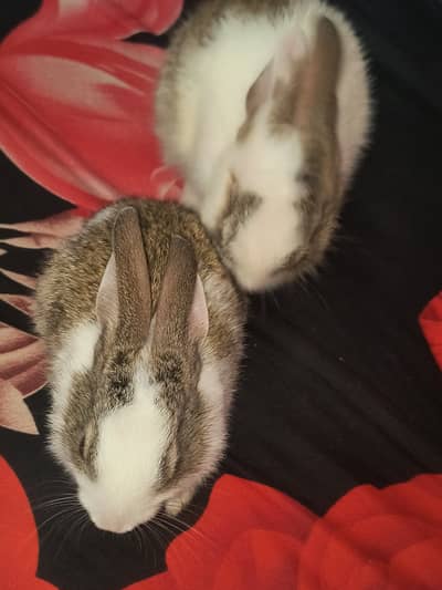 Male Or Female Pair.