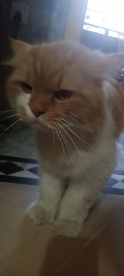Male Persian Triple Coat Cat for Sale | 1 Year Old