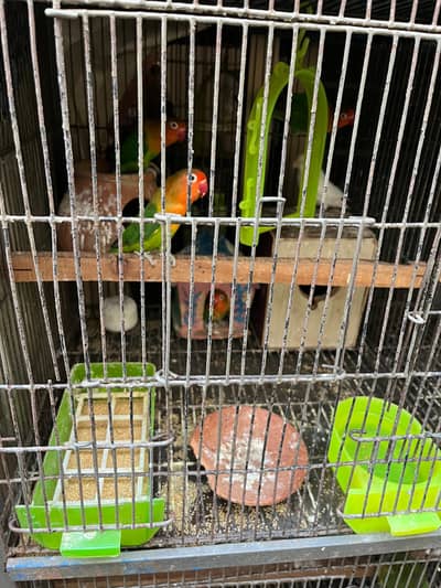 love bird breeder pair for sale urgently