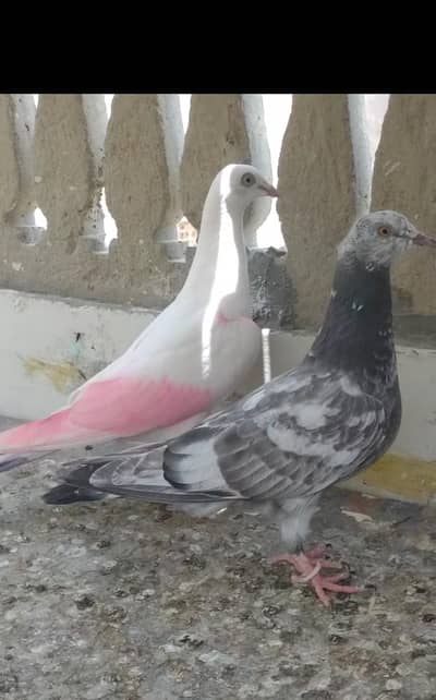 Patti wala Pair