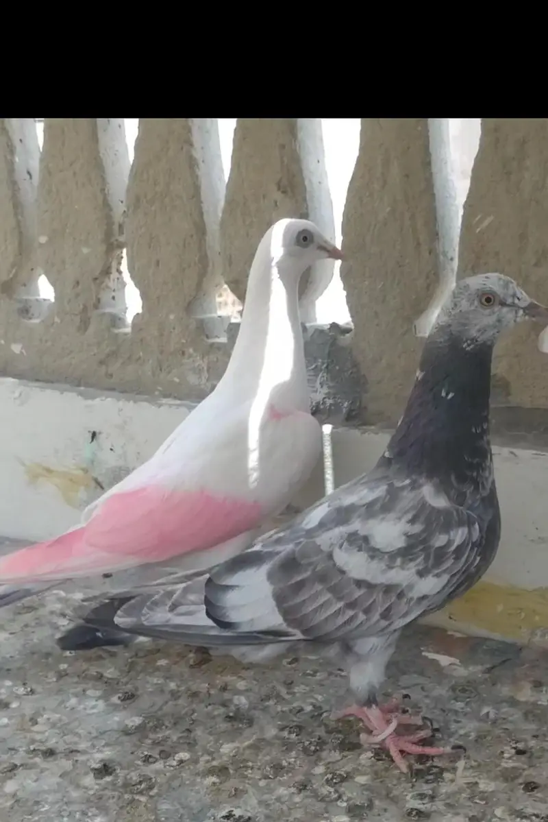 Patti wala Pair — photo 2