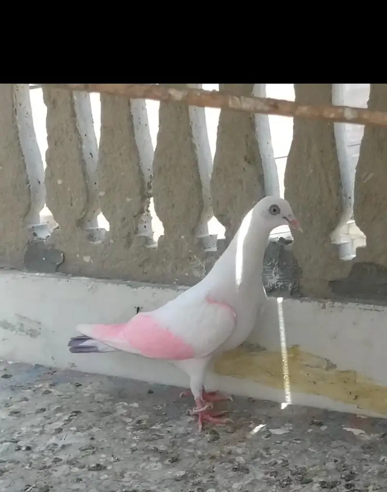 Patti wala Pair — photo 3
