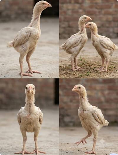 Premium aseel Shamo chicks