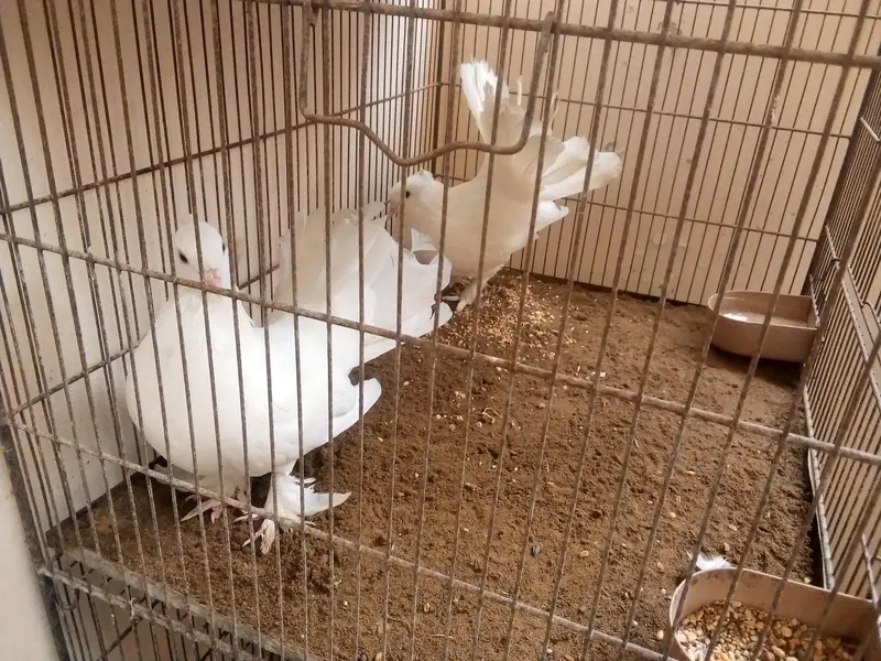 lakka two male — photo 2