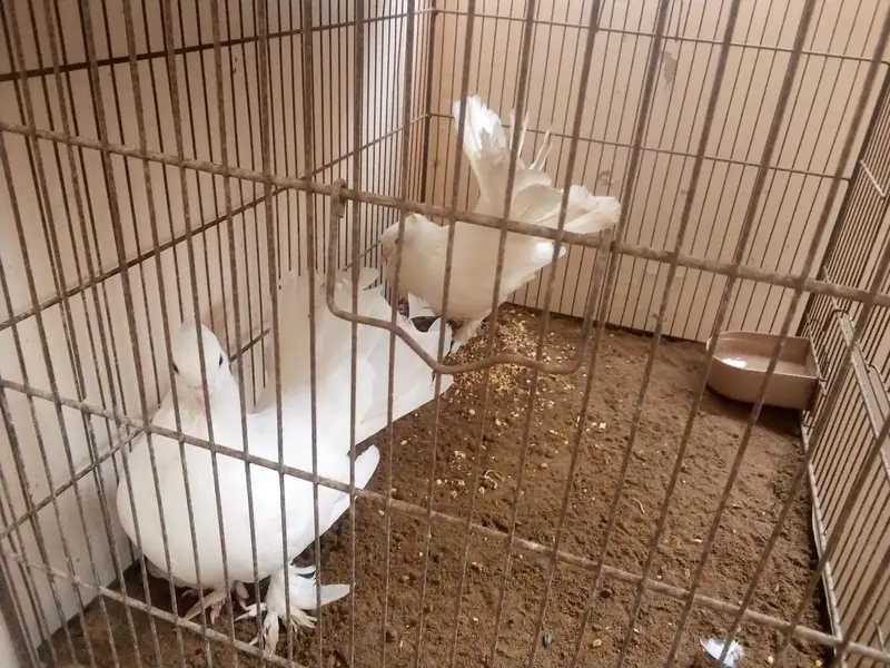 lakka two male — photo 3