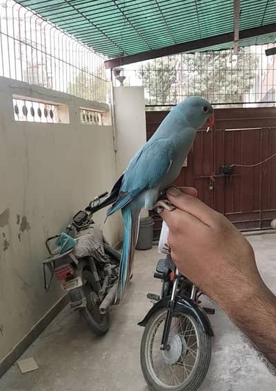 Blue Ringneck Chick