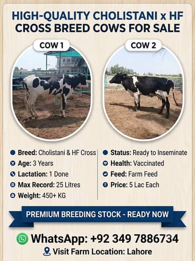 Cows for Sale | Cholistani and Holestian Freisian Cross | 5 lac each
