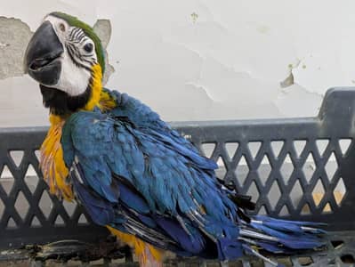 macaw chick