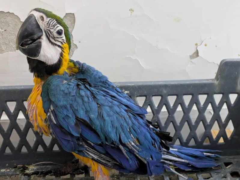 macaw chick 0