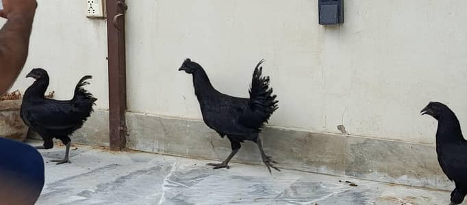 ayam ciyami
