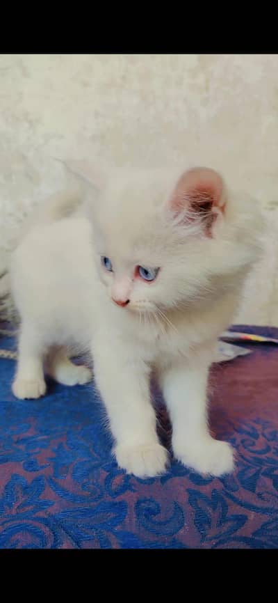 Persian kitten