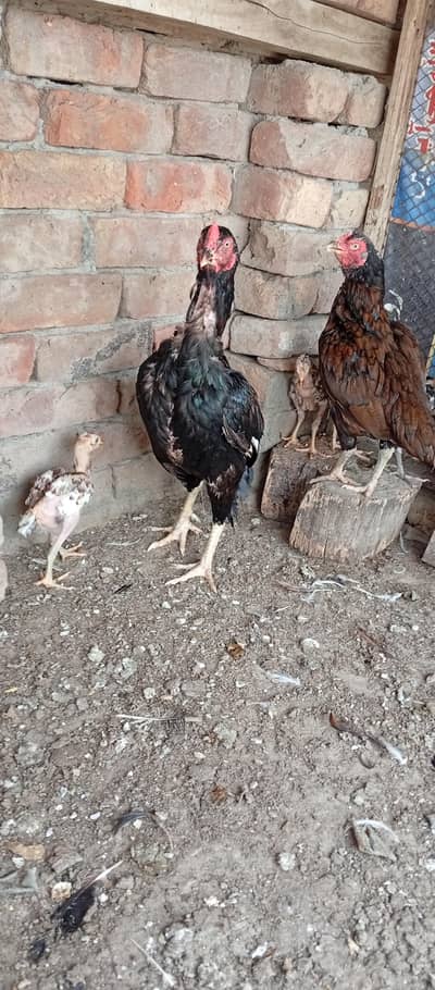 1 pair4 bachy1 male 3 female for sale