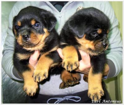 Rottweiler strong big head and doberman puppies