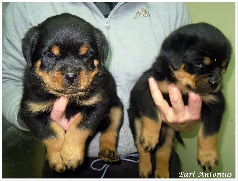 Rottweiler strong big head and doberman puppies — photo 2