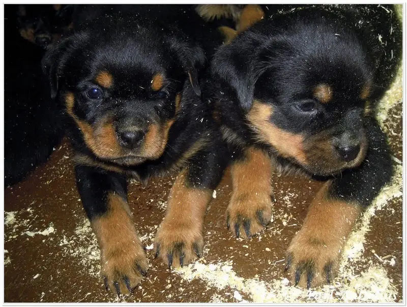 Rottweiler strong big head and doberman puppies — photo 3