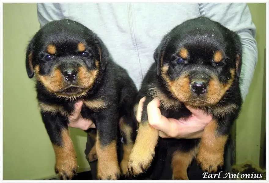 Rottweiler strong big head and doberman puppies — photo 4