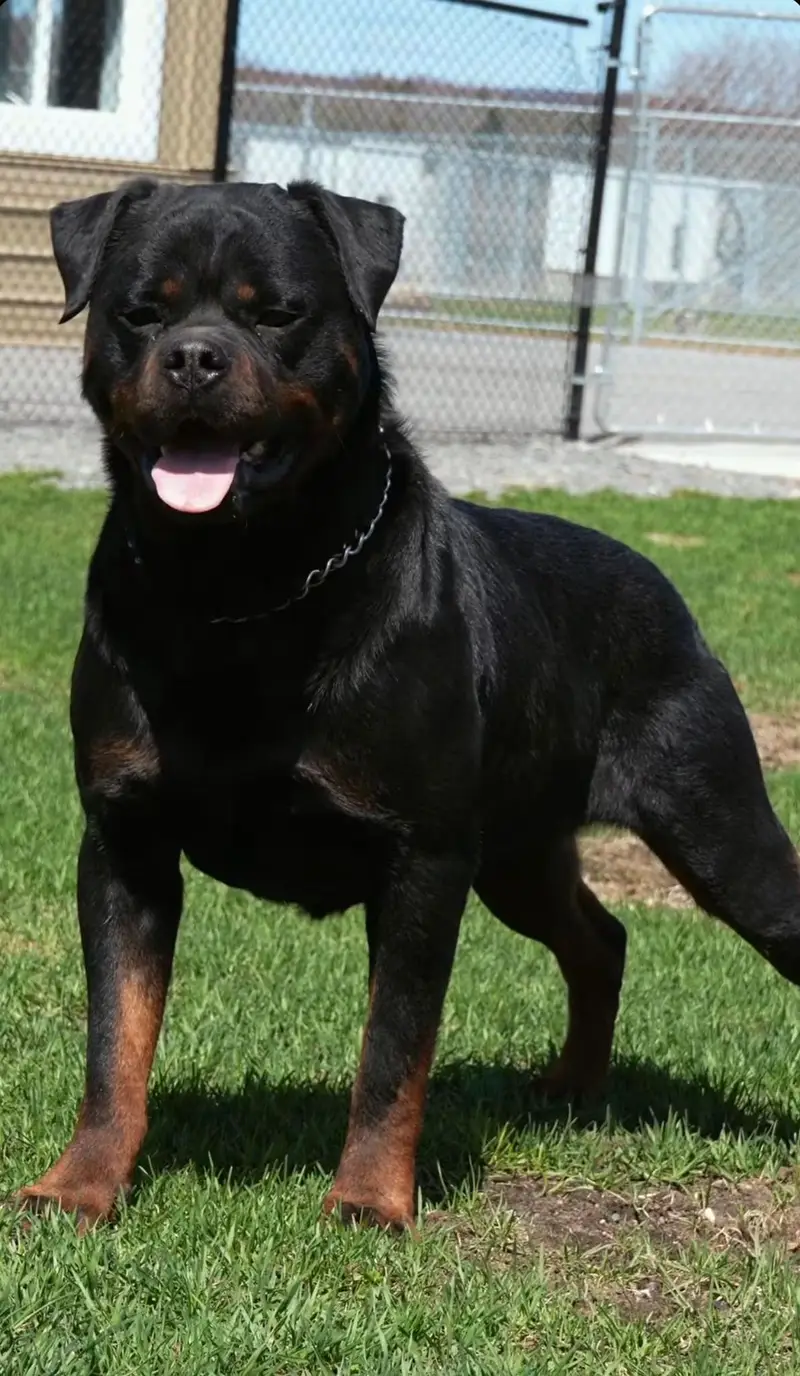 Rottweiler strong big head and doberman puppies — photo 5