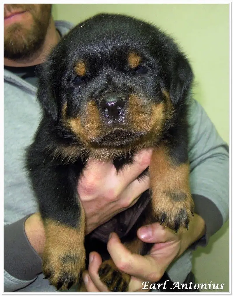 Rottweiler strong big head and doberman puppies — photo 6