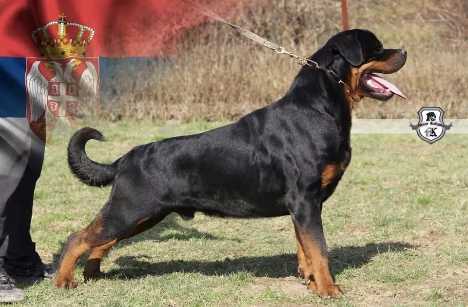 Rottweiler strong big head and doberman puppies — photo 7