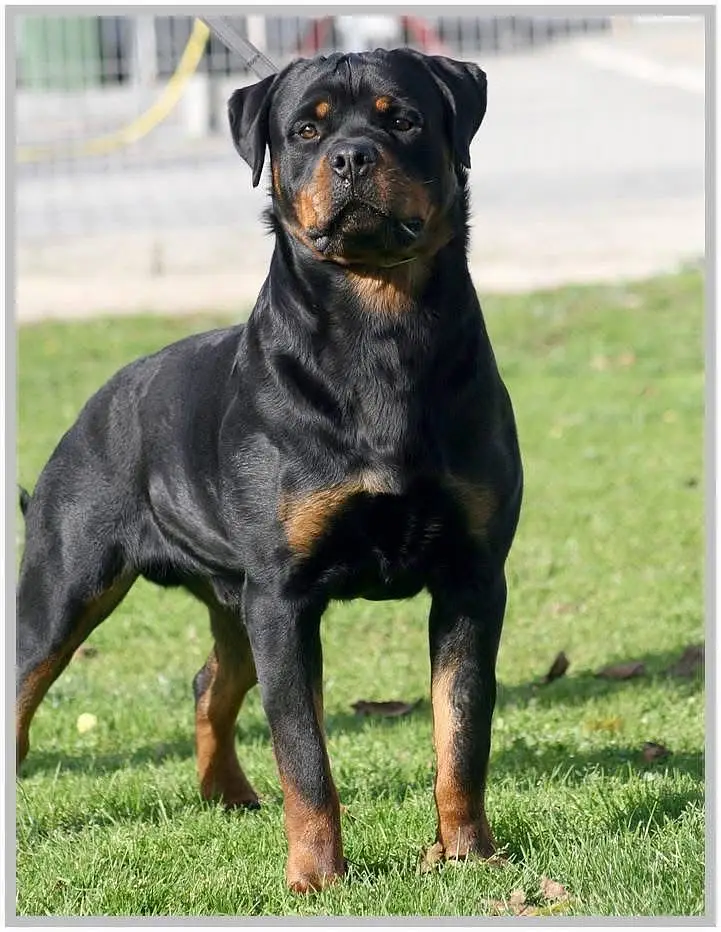 Rottweiler strong big head and doberman puppies — photo 8