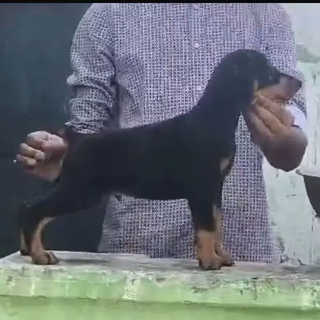 Rottweiler strong big head and doberman puppies — photo 9
