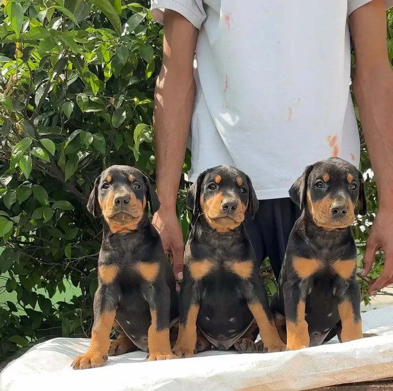 Rottweiler strong big head and doberman puppies — photo 10