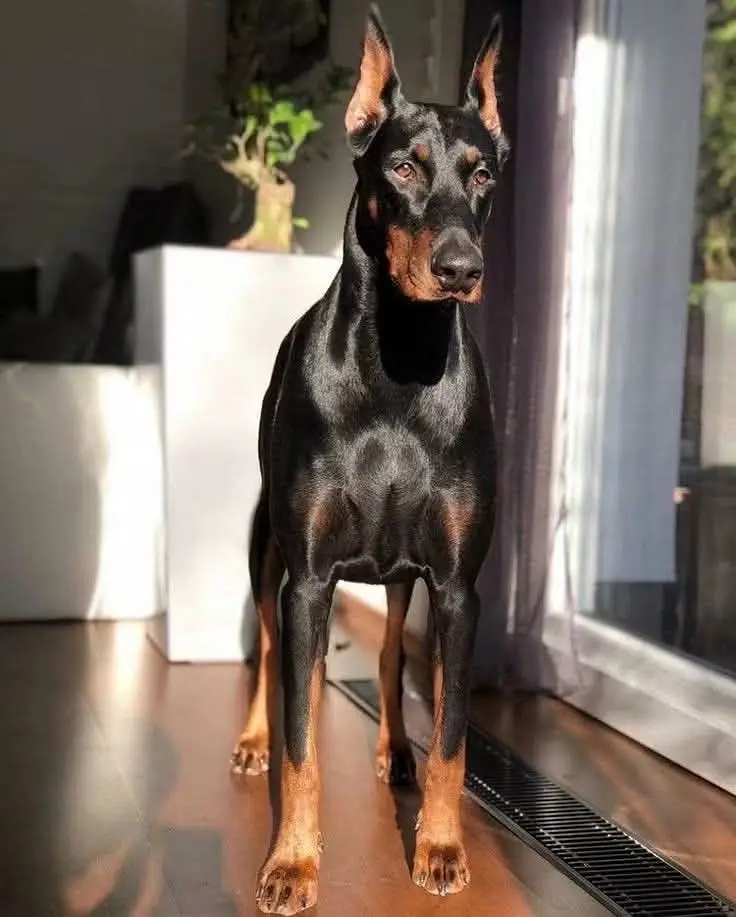 Rottweiler strong big head and doberman puppies — photo 11