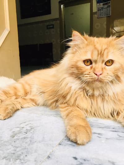 Persian Male Cat double coated