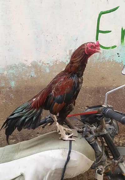Jageeri aseel for sale