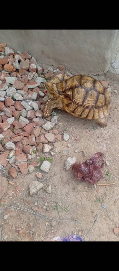 Sulcata tortoise