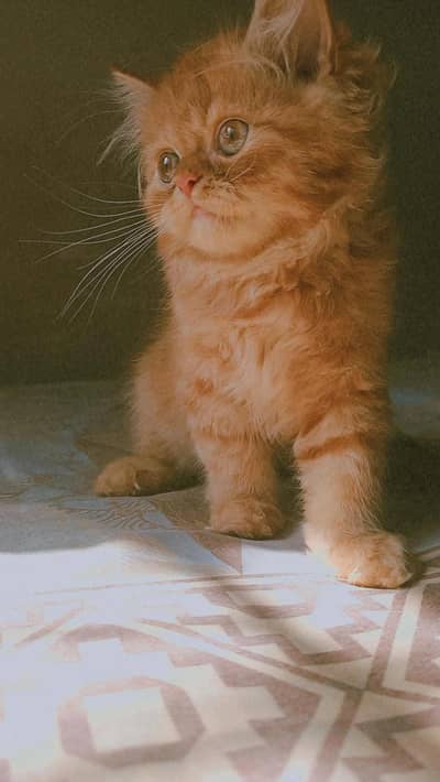 Persian kittens