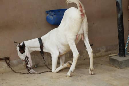gulabi bakri kheeri