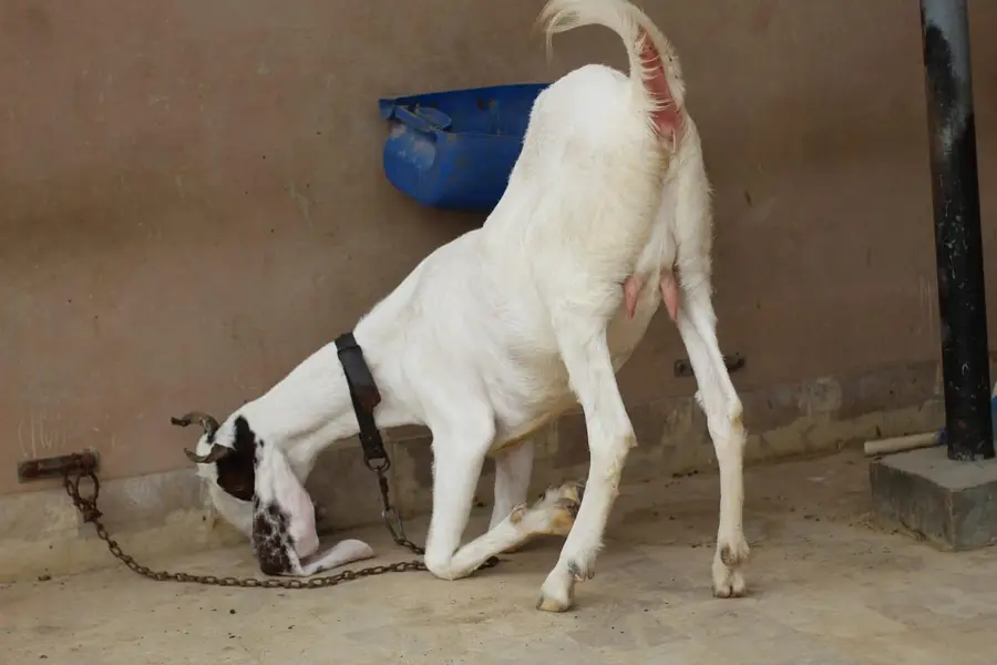 gulabi bakri kheeri — photo 2